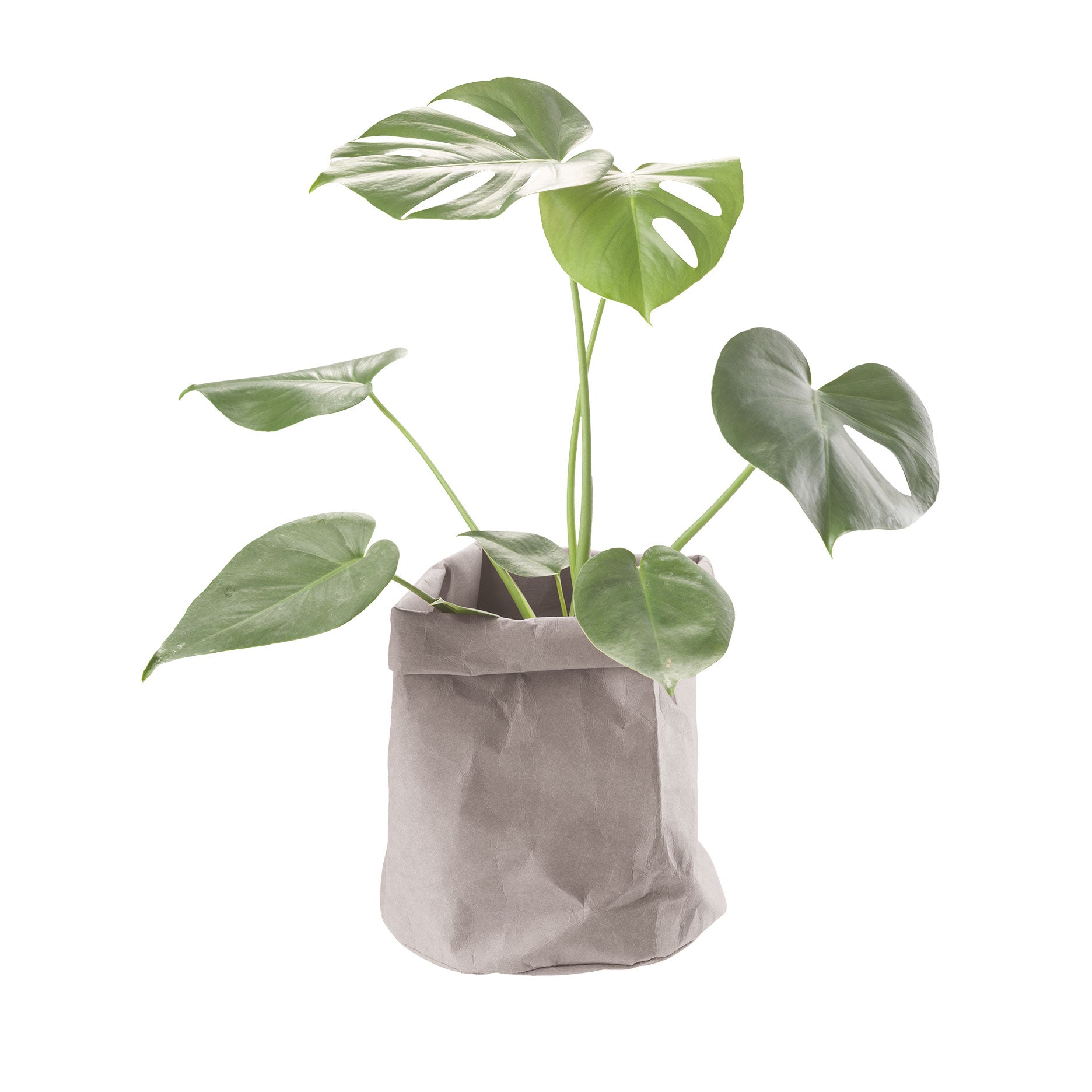 CRÉTON MAISON Plantepose